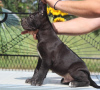 Photo №3. Chiots Cane Corso. Serbie