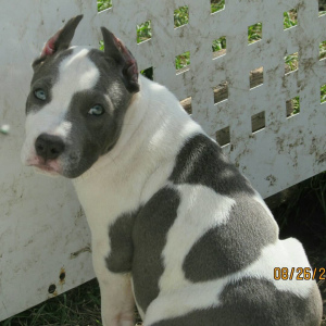 Photo №1. american staffordshire terrier - à vendre en ville de Krasnoyarsk | 644€ | Annonce №3319