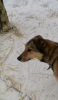 Photo №1. chien bâtard - à vendre en ville de Pushkino | Gratuit | Annonce №10393