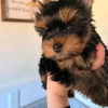 Photo №3. Incroyables chiots Yorkie Business WhatsApp 37256062792. La finlande