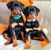 Photo №1. rottweiler - à vendre en ville de Varsovie | 1200€ | Annonce №63285