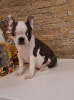 Photo №3. Chiots Boston Terrier. Serbie