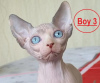 Photo №1. sphynx - à vendre en ville de Miami | négocié | Annonce № 59451