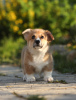 Photos supplémentaires: Chiots Welsh Corgi Pembroke