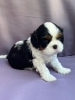 Photo №3. Cavalier King Charles Spaniel FCI ZKwP Pedigree FCI, chiots. Pologne