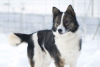 Photo №2 de l'annonce № 18288 de la vente chien bâtard - acheter à Fédération de Russie annonce privée