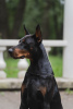 Photo №4. Accouplement dobermann en Fédération de Russie. Annonce № 125543