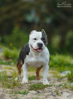 Photos supplémentaires: American Bully Puppies
