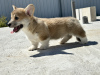 Photo №1. welsh corgi - à vendre en ville de Италијани | négocié | Annonce №103888