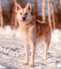 Photo №3. Chien Altaï entre de bonnes mains. Fédération de Russie