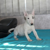 Photos supplémentaires: Chiots bull terrier miniatures