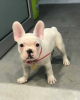 Photo №4. Je vais vendre bouledogue en ville de Trier. éleveur - prix - 1200€