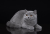 Photo №1. british shorthair - à vendre en ville de Криводановка | négocié | Annonce № 115056