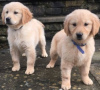 Photo №1. golden retriever - à vendre en ville de Grevenmacher | Gratuit | Annonce №46348