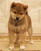 Photo №4. Je vais vendre shiba en ville de Astrakhan. éleveur - prix - 903€