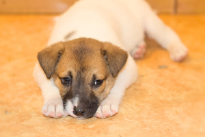 Photos supplémentaires: Charmants chiots à la recherche d'une maison