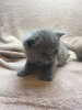 Photos supplémentaires: Chatons British Shorthair à vendre en Allemagne