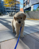 Photo №1. golden retriever - à vendre en ville de Paris | négocié | Annonce №84895