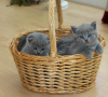 Photo №1. scottish fold - à vendre en ville de Düsseldorf | Gratuit | Annonce № 107825