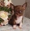 Photos supplémentaires: Chihuahua Chocolate Mini Boy