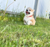 Photos supplémentaires: Chiots Welsh Corgi Pembroke