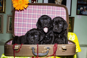 Photo №2 de l'annonce № 2416 de la vente cane corso - acheter à Ukraine annonce privée