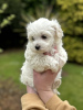 Photos supplémentaires: Chiot Maltipoo