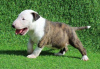 Photo №1. bull terrier - à vendre en ville de Berlin | Gratuit | Annonce №95058