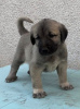 Photos supplémentaires: Chiots Kangal turcs