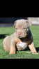 Photo №1. american bully - à vendre en ville de Ohiopyle | 946€ | Annonce №92655