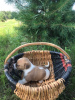 Photos supplémentaires: Chiots Jack Russell Terrier à vendre