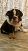 Photo №3. Chiots Bulldog anglais protecteurs à vendre. Allemagne