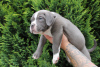 Photo №2 de l'annonce № 57953 de la vente american bully - acheter à Pologne annonce privée, éleveur