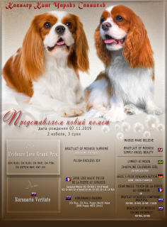 Photo №1. cavalier king charles spaniel - à vendre en ville de Saint-Pétersbourg | Négocié | Annonce №3956