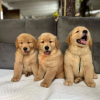 Photo №2 de l'annonce № 84233 de la vente golden retriever - acheter à La finlande annonce privée