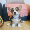 Photo №1. welsh corgi - à vendre en ville de Atlanta | 284€ | Annonce №107203