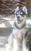 Photo №1. husky de sibérie - à vendre en ville de Voronezh | 571€ | Annonce №11619