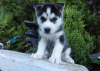 Photo №1. husky de sibérie - à vendre en ville de Los Angeles | négocié | Annonce №81571