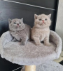 Photo №1. british shorthair - à vendre en ville de Agios Germanos | Gratuit | Annonce № 115658