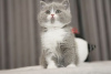 Photo №1. british shorthair - à vendre en ville de Berlin | Gratuit | Annonce № 95075