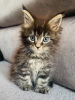 Photo №1. maine coon - à vendre en ville de New york | négocié | Annonce № 117691