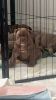 Photo №1. chien bâtard - à vendre en ville de Armadale | 1900€ | Annonce №104707