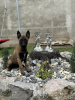 Photos supplémentaires: Chien de berger belge - Malinois