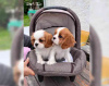 Photo №4. Je vais vendre cavalier king charles spaniel en ville de Florida. éleveur - prix - 360€