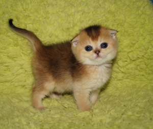 Photo №2 de l'annonce № 3576 de la vente chat chinchilla - acheter à Biélorussie annonce privée