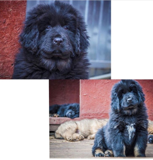 Photo №1. dogue du tibet - à vendre en ville de Nizhny Novgorod | 369€ | Annonce №6255