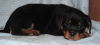 Photo №1. rottweiler - à vendre en ville de Chelyabinsk | 330€ | Annonce №8609