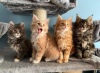 Photo №3. Chatons Maine Coon ébréchés avec pedigree pour adoption. Allemagne