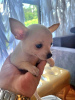 Photo №3. Chiots Chihuahua extra mini. Serbie