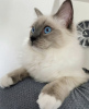 Photo №1. ragdoll - à vendre en ville de Bruxelles | 200€ | Annonce № 123519